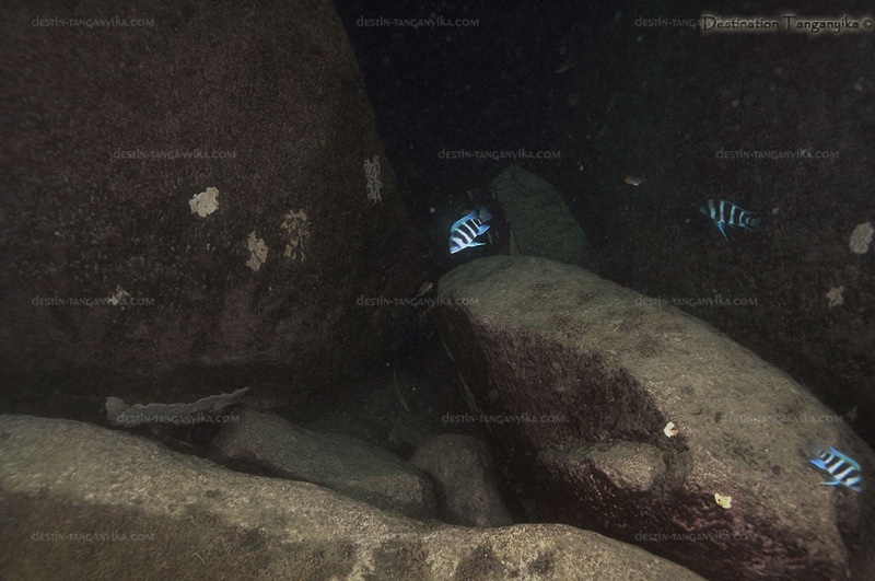 Cyphotilapia gibberosa 'Mvuna Island'